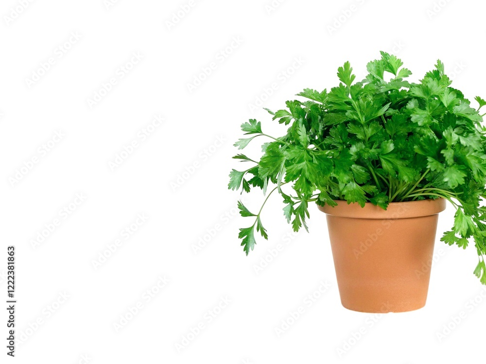 Closeup fresh green parsley in pot isolated on white background. Closeup fresh green parsley in pot isolated on white background.