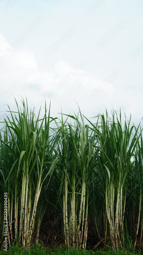 Green Sugarcane Field with Straight Stems Green Sugarcane Field with Straight Stems