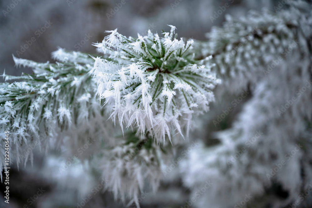 White hoarfrost on green pine tree branch in winter day. White hoarfrost on green pine tree branch in winter day.