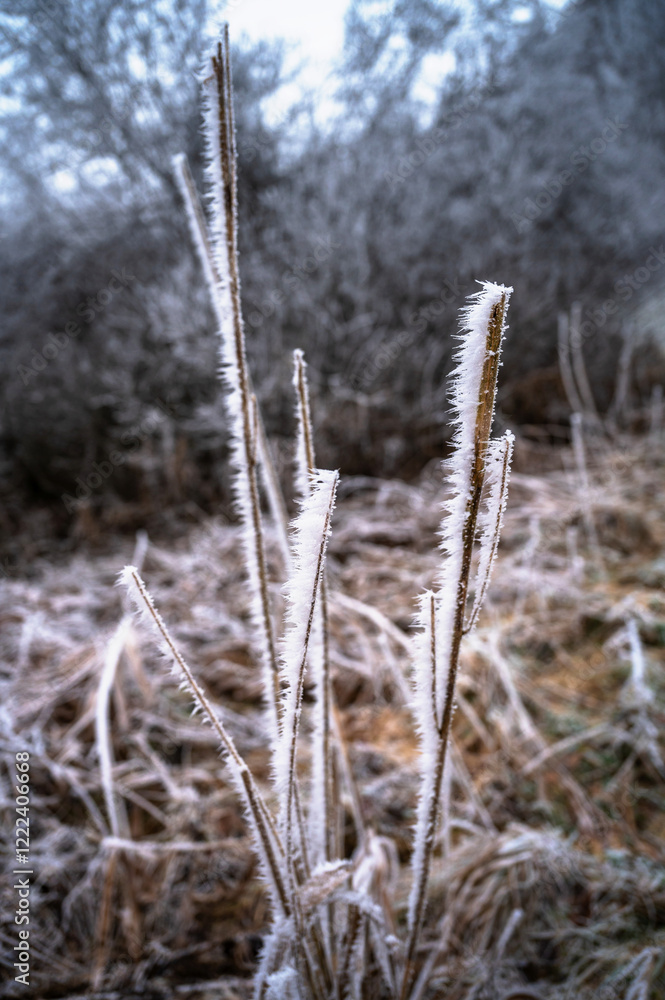 Fototapeta premium Spiked hoarfrost crystals on dried grass .