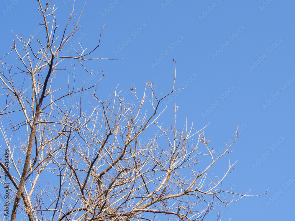 Obraz premium Leafless or has fallen leaves Blue sky background and copy space