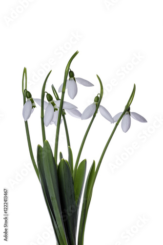 Wallpaper Mural snowdrops Torontodigital.ca