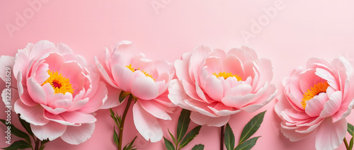 Luxurious pink peonies on a soft pink background.