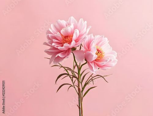 Luxurious pink peonies on a soft pink background.