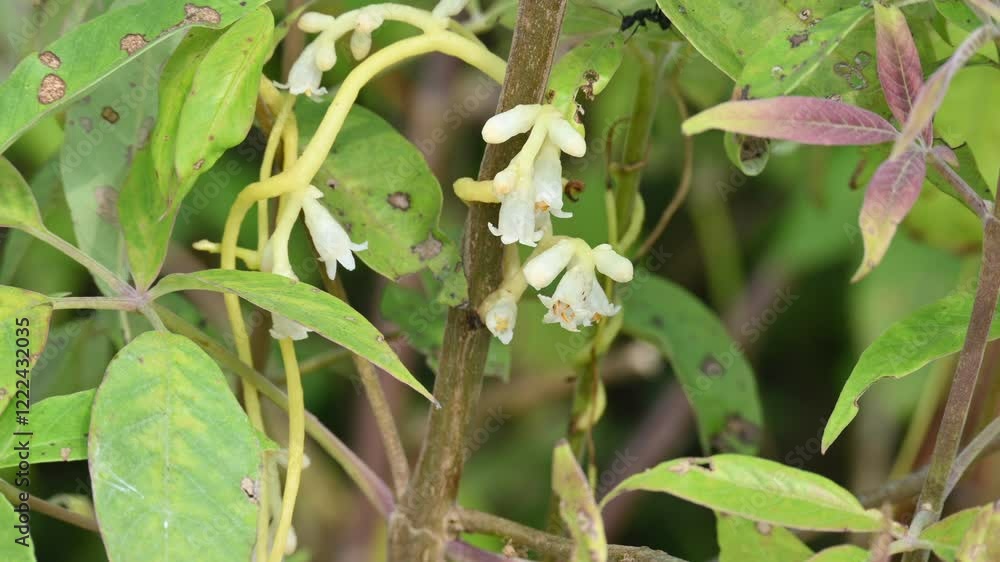 Cuscuta or Dodder flower. It is a genus of over species of yellow, orange or red parasitic plants. Its identified by its thin stems appearing leafless, with the leaves reduced to minute scales.Amarbel Cuscuta or Dodder flower. It is a genus of over species of yellow, orange or red parasitic plants. Its identified by its thin stems appearing leafless, with the leaves reduced to minute scales.Amarbel