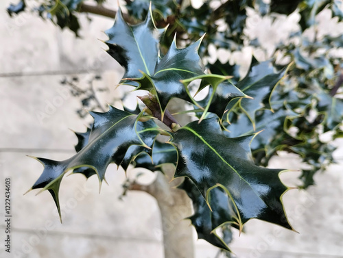 Evergreen Holly Tree Spiky Leaves of Ilex Aquifolium or Ilex Opaca for Christmas Wreaths photo