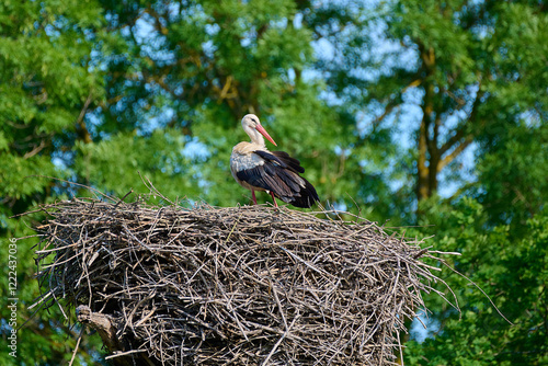 Amazing white stork ,, Ciconia ciconia,, in its natural environment in summer day, Marchegg, Austria