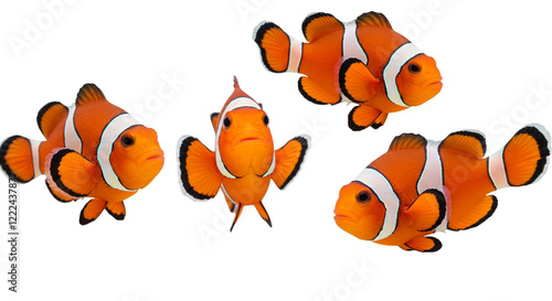 Fototapeta Naklejka Na Ścianę i Meble -  A group of three clownfish arranged naturally, showing varying angles and positions