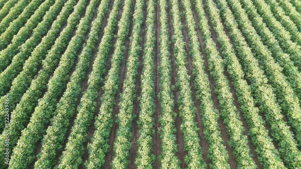 Expansive Agricultural Crop Fields Expansive Agricultural Crop Fields