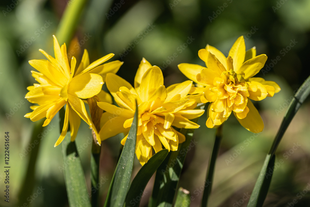 Yellow Double daffodils (Narcissus) Rip Van Winkle bloom in a garden in April Yellow Double daffodils (Narcissus) Rip Van Winkle bloom in a garden in April