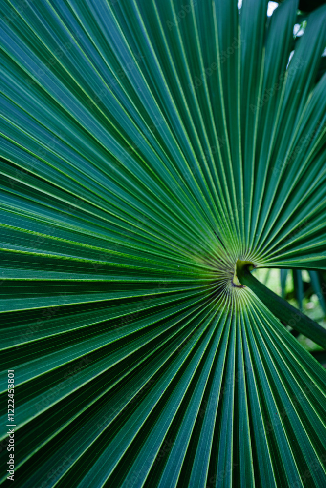 Obraz premium abstract palm leaf textures on dark blue tone, natural green background.