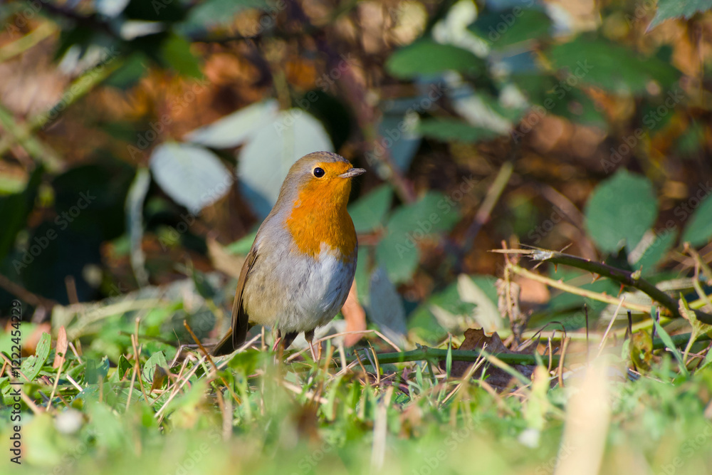 Fototapeta premium European robin standing on the green grass close-up