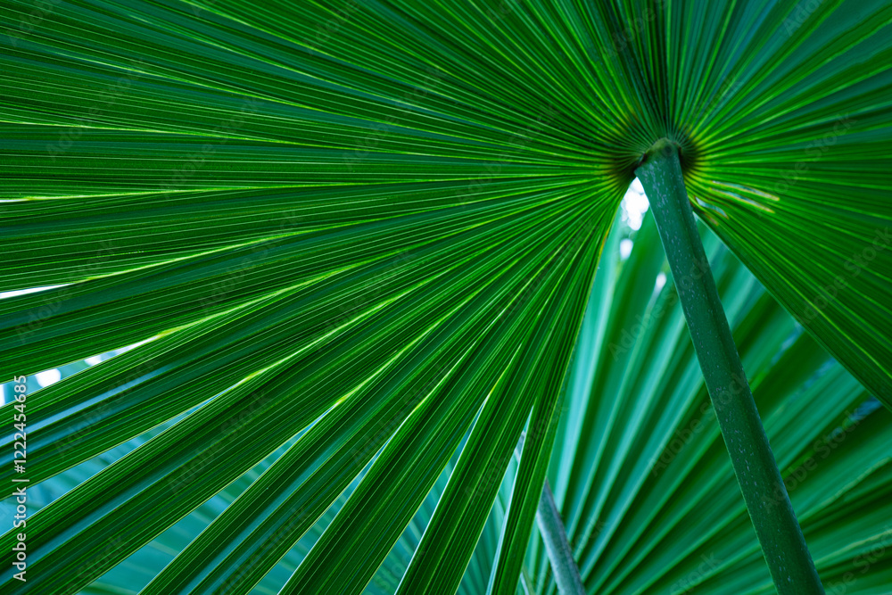 Fototapeta premium abstract palm leaf textures on dark blue tone, natural green background.