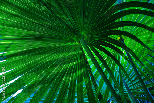 abstract palm leaf textures on dark blue tone, natural green background.