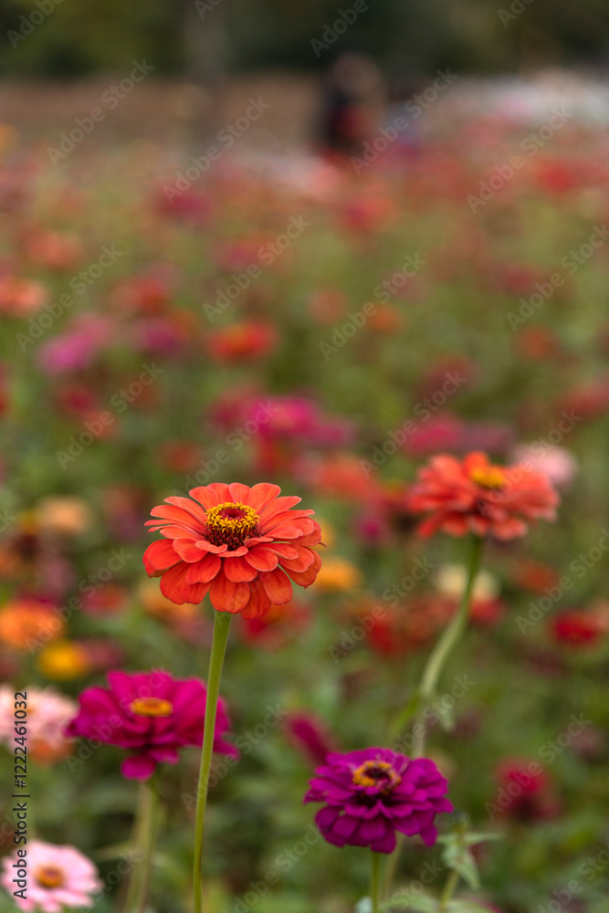 close-up of the zinnia flower in autumn close-up of the zinnia flower in autumn