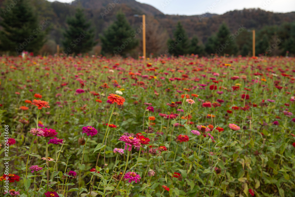 field of various zinnia flowers in the park