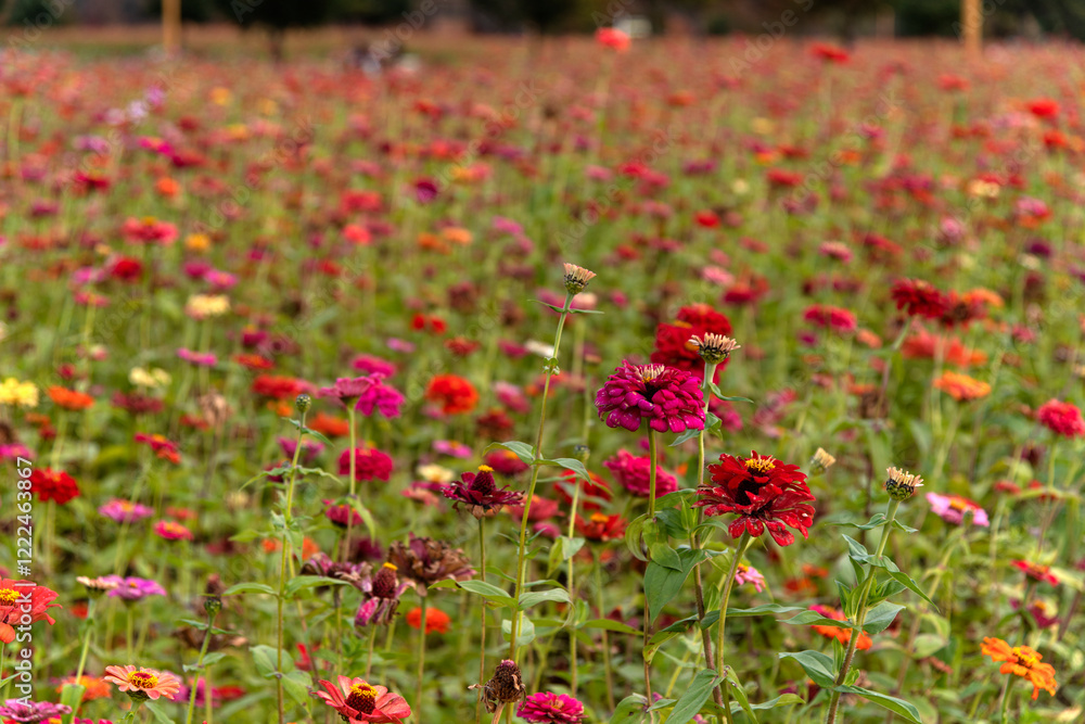 field of various zinnia flowers in the park