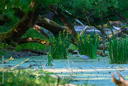 Grey heron ,, ardea cinerea ,, in its natural environment, Danubian wetland, Slovakia photo