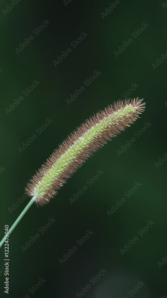 Close-up shot of flowers in wild grass Close-up shot of flowers in wild grass