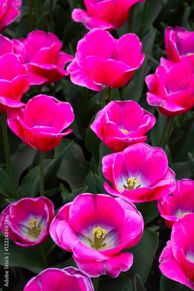 Obraz premium Pink tulip blooms in garden.