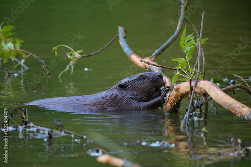 Eurasian beaver ,, Castor fiber,, in its natural environment, Danubian wetland, Slovakia photo