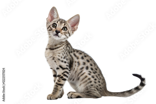 Wallpaper Mural Egyptian Mau kitten isolated on white. Egyptian Mau kitten sitting in front of white background. Studio photo. Torontodigital.ca