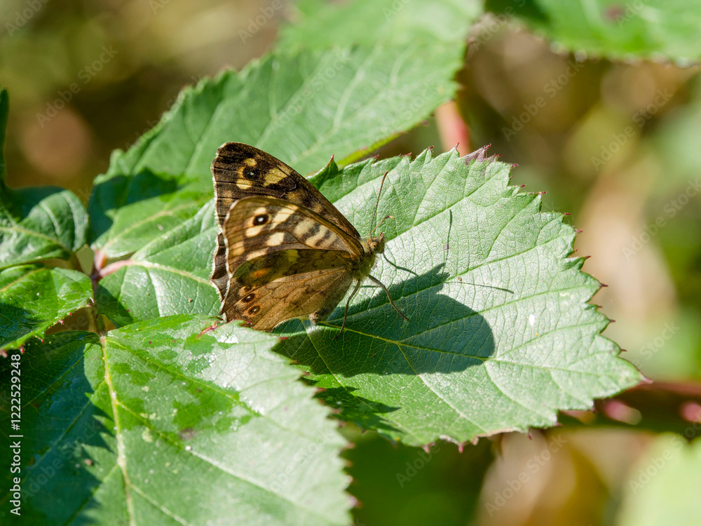 Pararge aegeria | Speckled wood - Enfield eye - Wood argus. Remarkably butterfly with chocolate-brown wings and pale eye-spots, replicating dappling sunlight Pararge aegeria | Speckled wood - Enfield eye - Wood argus. Remarkably butterfly with chocolate-brown wings and pale eye-spots, replicating dappling sunlight