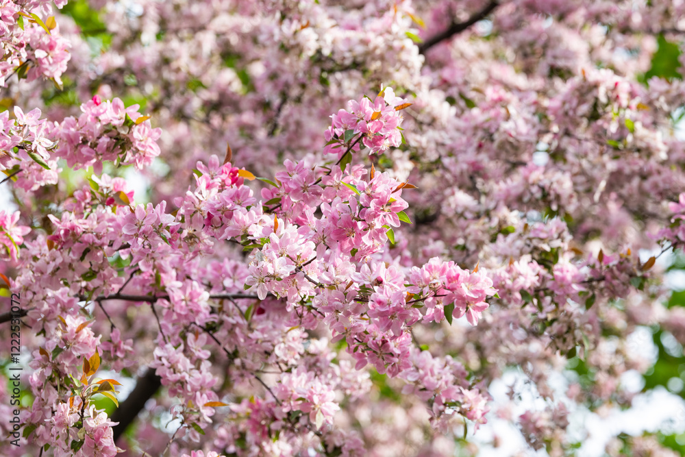 blooming pink apple tree