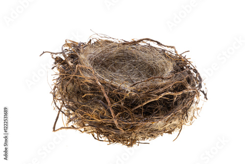 bird nest isolated