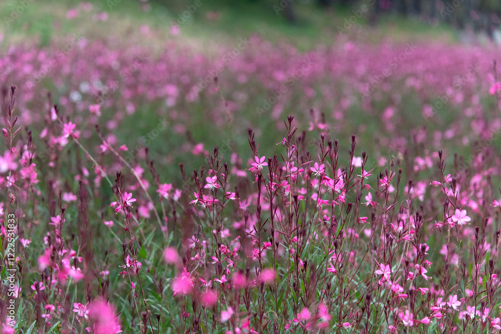 field of gaura flowers in the park
