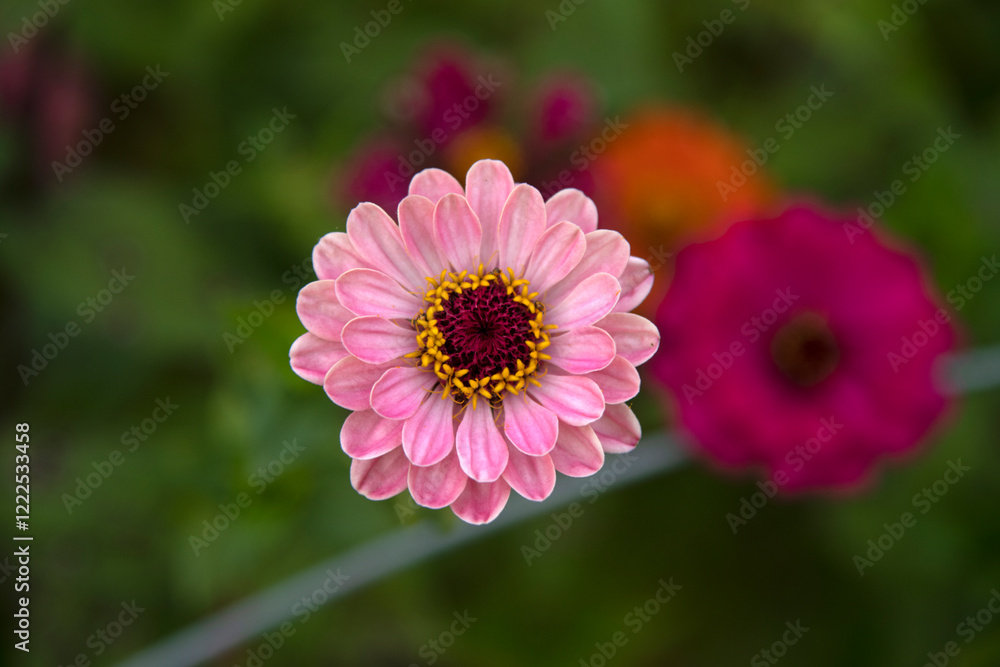 Obraz premium close-up of the zinnia flower