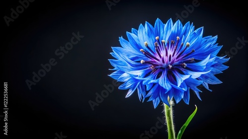 A vibrant blue cornflower, sharply detailed, stands alone against a deep black backdrop in this high-resolution macro photograph.
