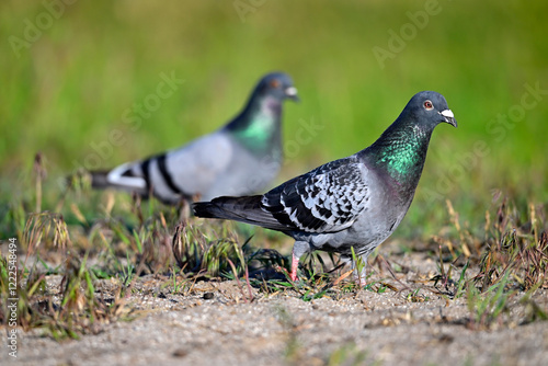 Stadttaube, Haustaube // Domestic pigeon (Columba livia f. domestica)