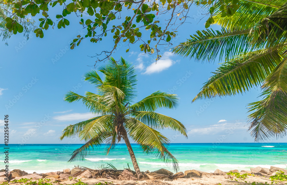 Fototapeta premium Palms by a beach with turquoise water