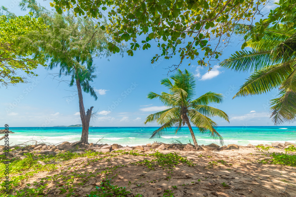 Tropical vegetation by a beach with turquoise water Tropical vegetation by a beach with turquoise water