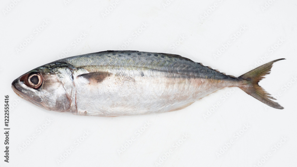 Raw fresh Mackerel fish or ikan kembung and ingredients ,Fresh seafood concept. Raw fresh Mackerel fish or ikan kembung and ingredients ,Fresh seafood concept.