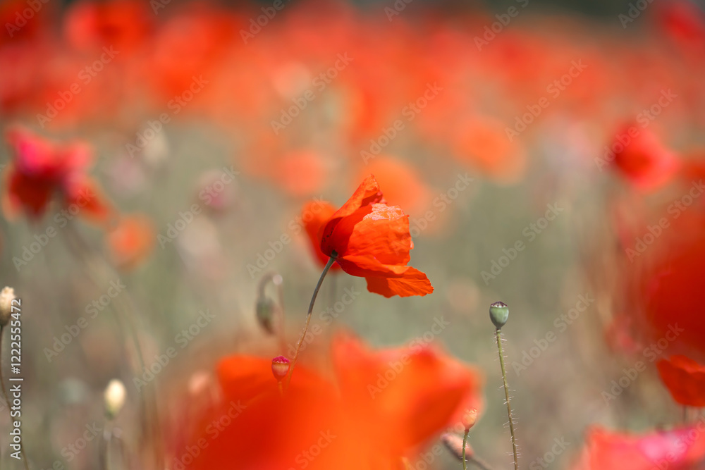 Obraz premium Poppie field in sunny day