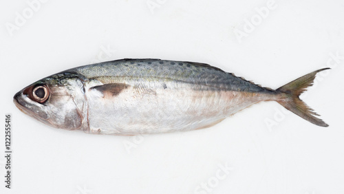 Raw fresh  Mackerel fish or ikan kembung and ingredients ,Fresh seafood concept.