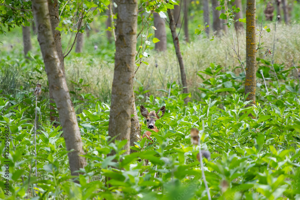 Naklejka premium Roe deer hidden in the forest