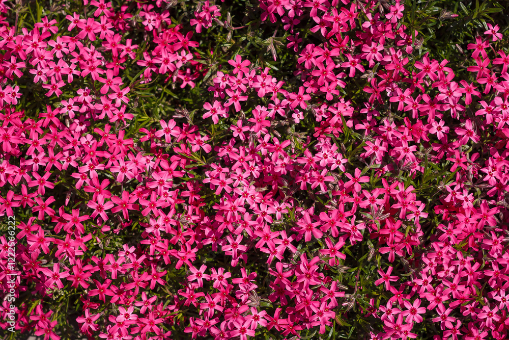 Fototapeta premium Beautiful Phlox subulata with bright pink flowers. Gardening, top view