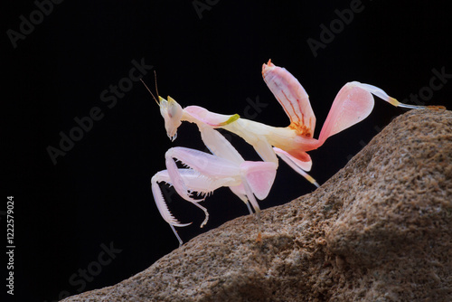 orchid mantis on a black