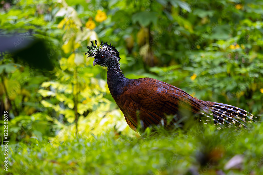 Obraz premium Great curassow (Crax rubra), female in the rainforest of Central America.