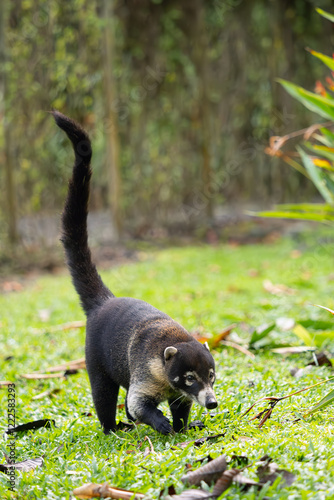 Photos White-nosed coati (Nasua narica), also known as the coatimundi in the greenery of Arenal Volcano
