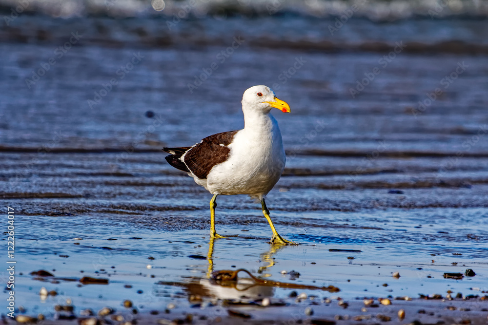 Large watchful Kelp Gull at waters edge on beach at low tide on the West Coast, South Africa Large watchful Kelp Gull at waters edge on beach at low tide on the West Coast, South Africa