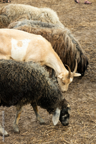 sheep in the farm