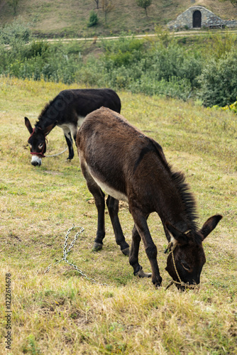 donkeys on a farm