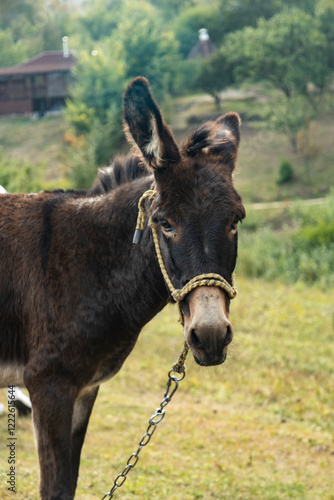 donkey on a farm