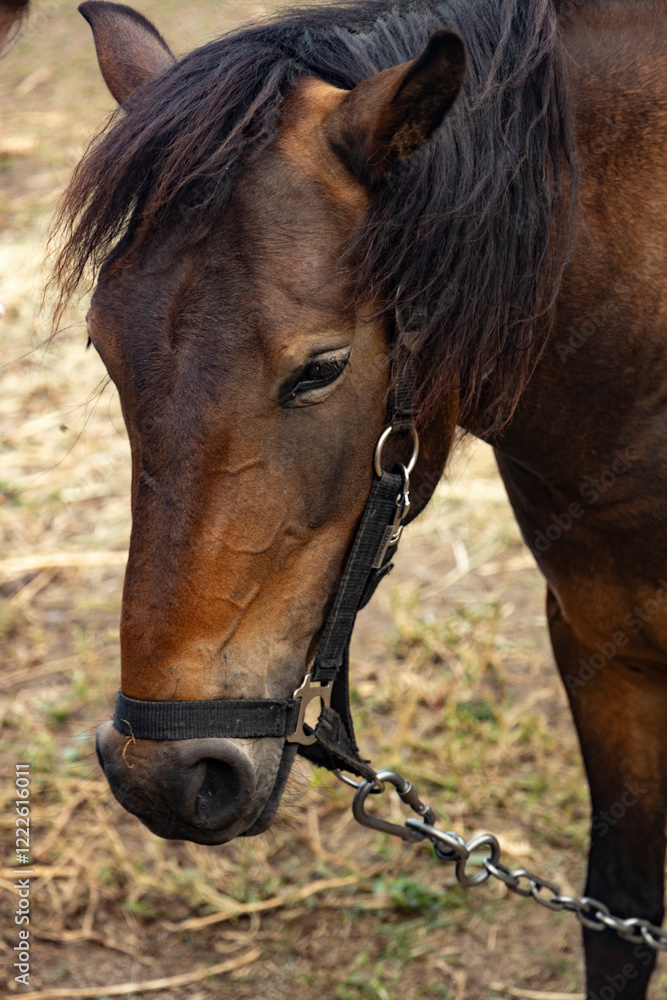 Fototapeta premium portrait of a horse