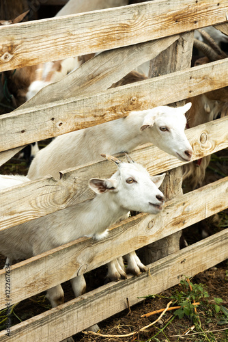 white goats on fence