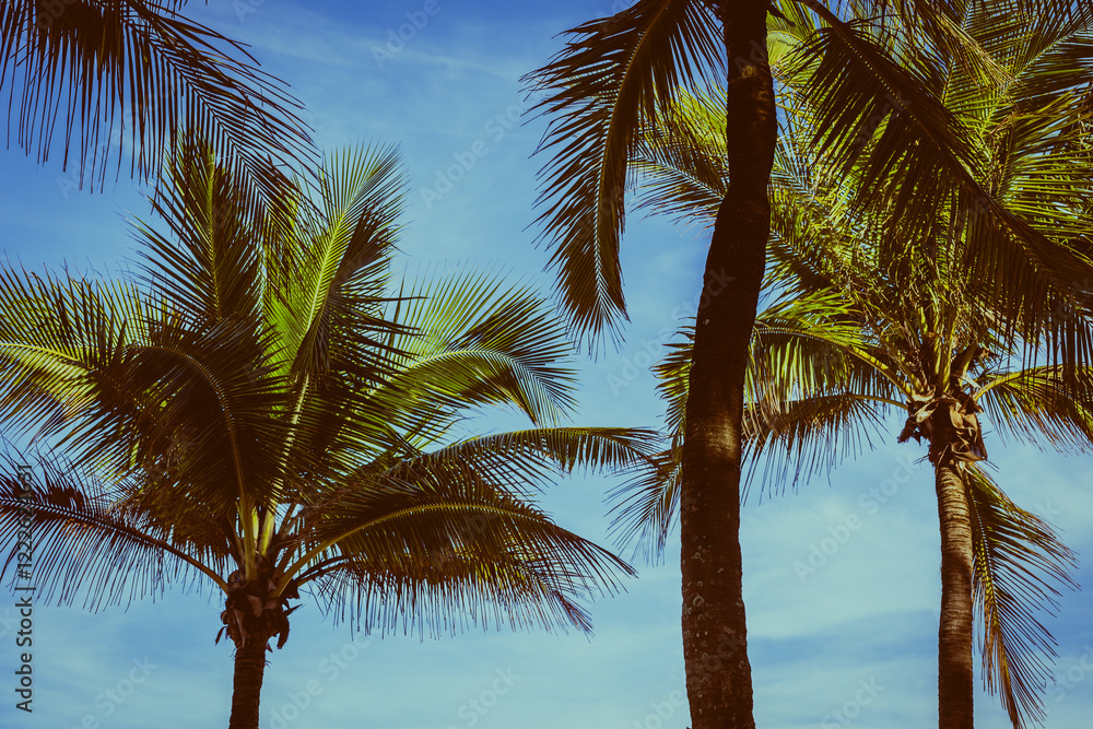 Fototapeta premium Tropical palm trees against bright blue sky on sunny day